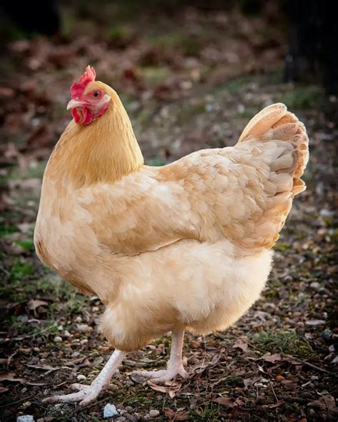 All About Chicken Farming! Jeopardy Template