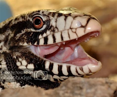 Tegu | MonsterFishKeepers.com