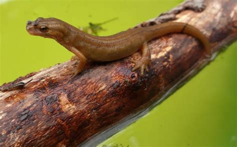 lungless salamanders | Science Times