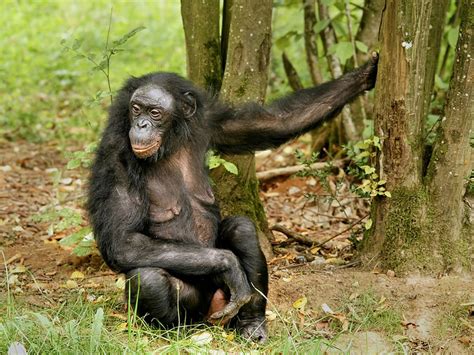 Nuestros amables bonobos - La Nación