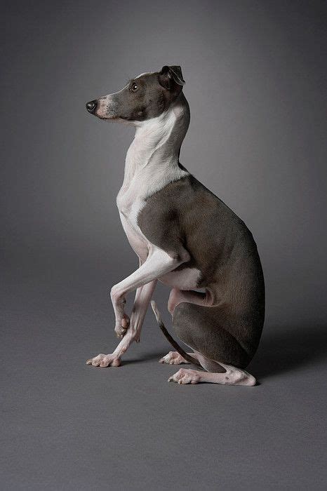 Dog In Sitting Position With Leg Up by Chris Amaral | Grey hound dog, Italian greyhound dog, Animals