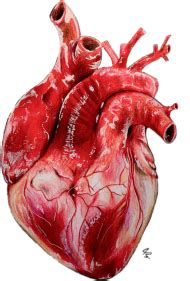 Free download | HD PNG heart muscle png realistic heart PNG image with transparent background ...
