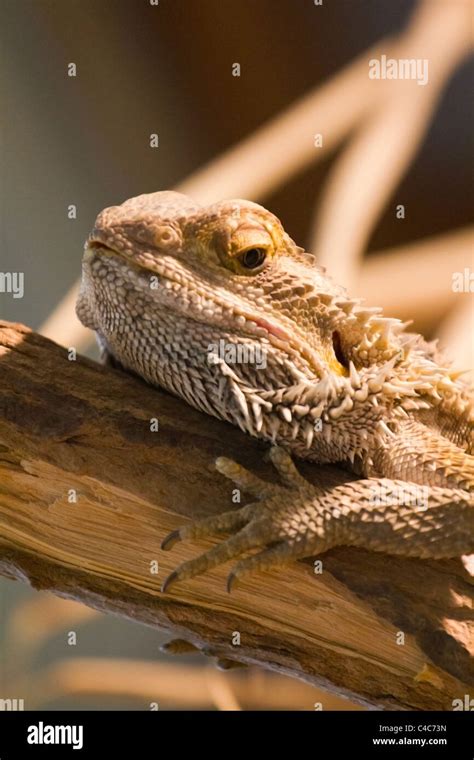 Bearded dragon desert hi-res stock photography and images - Alamy