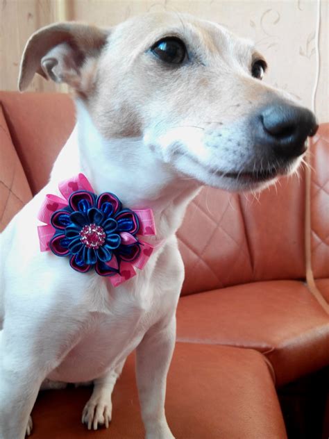 Pink Floral Dog Collar/Girl dog collar with flower/Stretch | Etsy