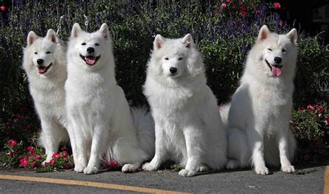 SAMOYED pictures featured