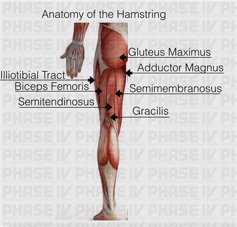 ANATOMY AND FUNCTION OF THE HAMSTRING