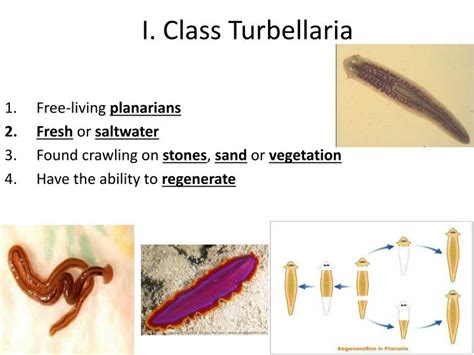 PPT - PHYLUM PLATYHELMINTHES FLATWORMS PowerPoint Presentation - ID:2390221