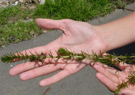 Hydrilla | Ontario's Invading Species Awareness Program