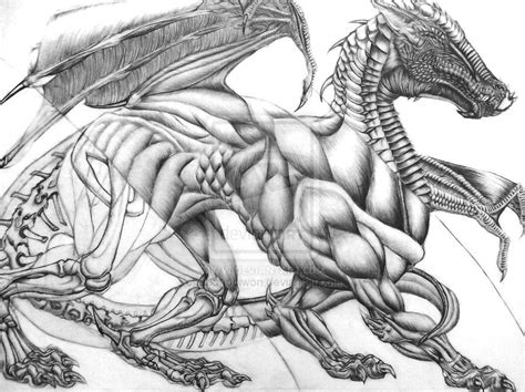 Dragon Anatomy Study: Vers. 2 by ebonobiwon.deviantart.com on @deviantART | Динозавры