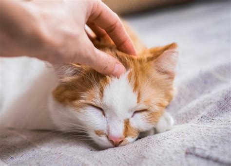 The Best Places to Pet a Cat - How to Pet Properly