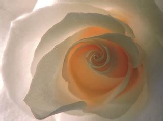 179 365 rose | Macro fun | Upupa4me | Flickr