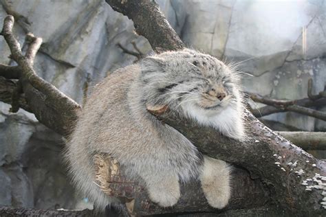 The Manul Cat Is The Most Expressive Cat In The World | Bored Panda