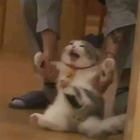 Can I get this yelling cat in HD ? : MemeRestoration