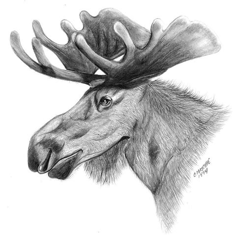 Moose Antlers Drawing at PaintingValley.com | Explore collection of Moose Antlers Drawing