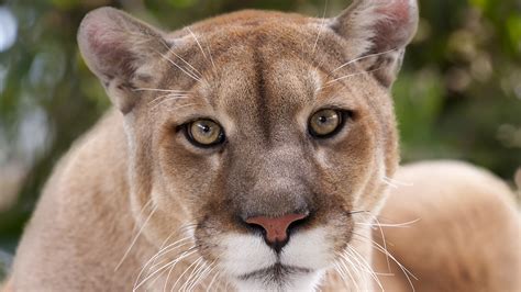 Ufergegend sah intellektuell are pumas and mountain lions the same ...