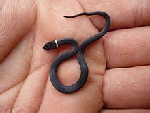 Serpiente de cuello anillado - Ring-necked snake - qaz.wiki