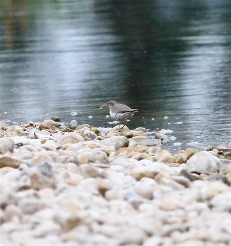 Spotted Sandpiper | Spotted Sandpiper along the banks of the… | Flickr