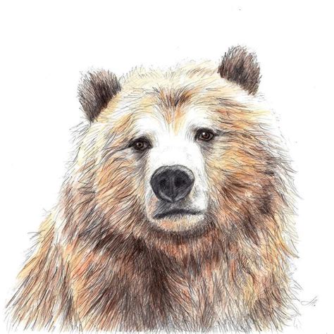 #bear #bearlove #beardrawing #bearpencil #bearillustration #pencildrawing #pencil # ...