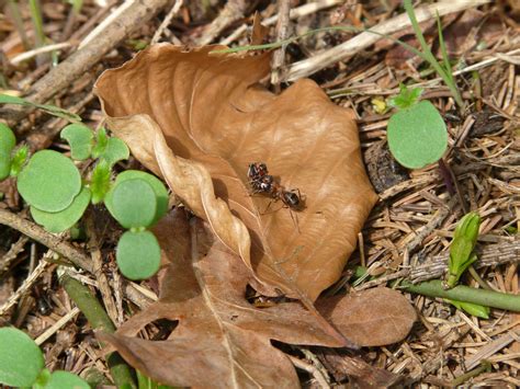 Free Images : nature, hiking, leaf, flower, dry, wildlife, produce, insect, soil, flora, fauna ...