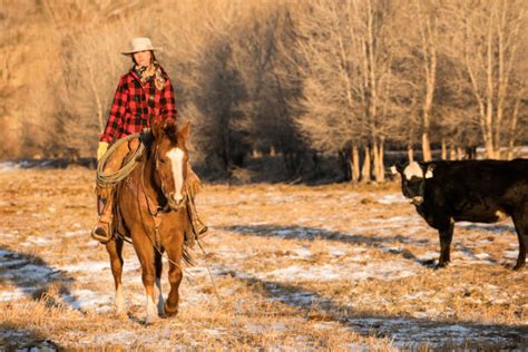 Cattle Rancher Usa Stock Photos, Pictures & Royalty-Free Images - iStock