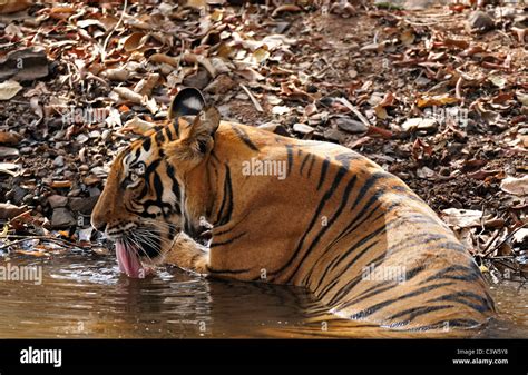 Tiger sitting and drinking water in a water hole in Ranthambhore Stock ...