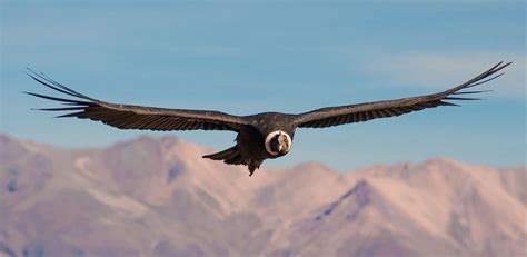 Colca Canyon Condor Avontuur in Peru | Reisboulevard