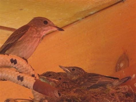 Spotted Flycatcher Nest | Spotted flycatcher, Flycatcher, Bird