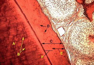 Cementum Histology