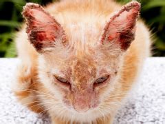 Mange in Cats: Causes, Symptoms, & Treatment - Cats.com