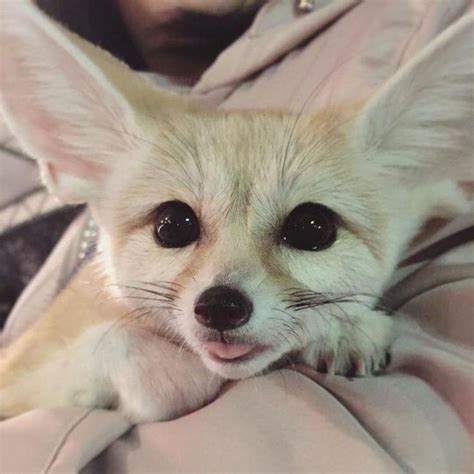 Please follow fennec does a blep #littlefox #babyfox #kit #kitten #foxlove #ilovefoxes #fox # ...