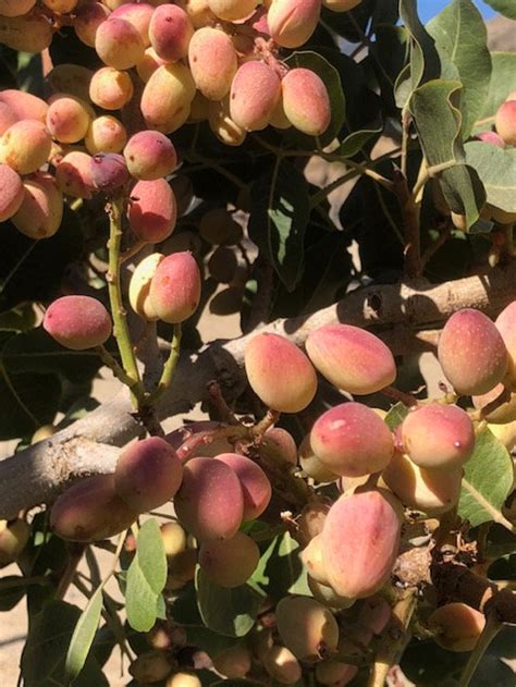 25 Pistachio Seeds From Kerman Pistachio Tree Grown in | Etsy