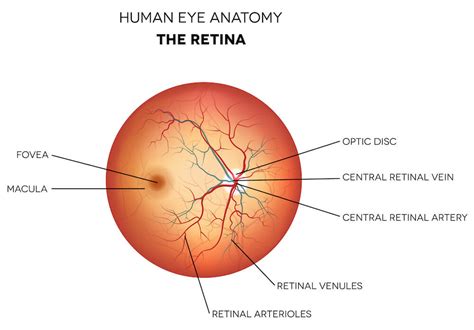 Retina Treatment Boca Raton | Macular Degeneration Pompano Beach