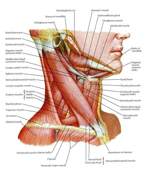 Neck Muscles | Neck muscle anatomy, Muscle anatomy, Human anatomy