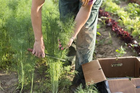 Plants for Bug Control Chart - Food Gardening Network