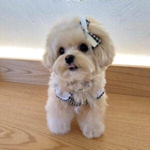 Cutest Mini Doodle Breeds | What is The Smallest Poodle Mix