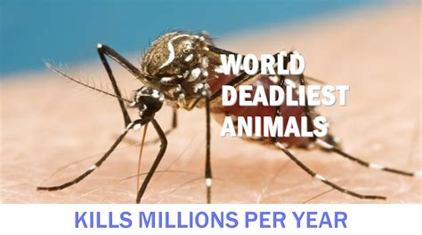 Mosquitoes - World's Deadliest Animal - IP Global Holdings Pte Ltd Singapore