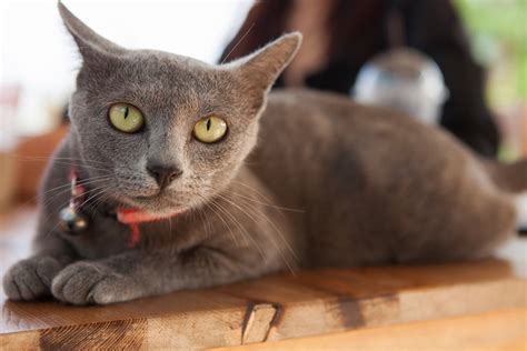 Korat Cat Health the Common Diseases of This Breed