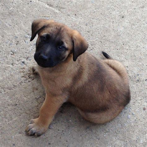 Photo Gallery of The German Shepherd Tibetan Mastiff Mix