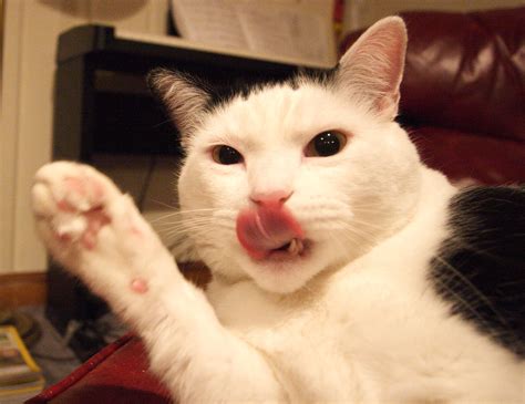 Funny Cat! | ehpien | Flickr