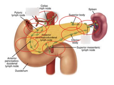 Lymph nodes Diagram | Quizlet