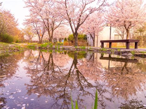 Cherry Blossoms in Seoul: 7 Best Viewing Spots - KKday Blog