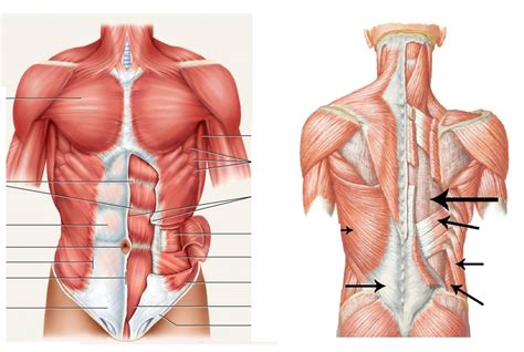 Torso Muscle Anatomy - 3d Torso Muscle Anatomy Turbosquid 1398499 ...