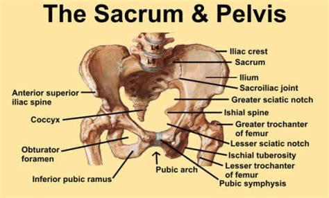 A Paddler's Pelvis - Wave Sport | Anatomy bones, Pelvic bone