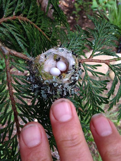 Hummingbird eggs are tiny, about the size of jelly beans! Please ...