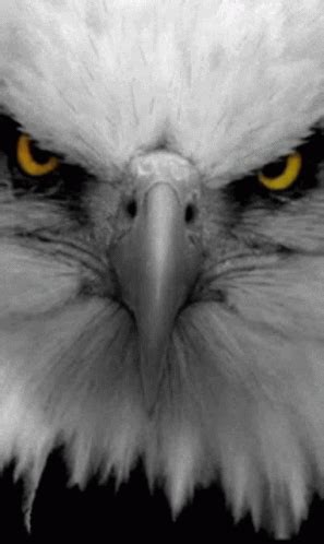 Alto Mando Eagle GIF - AltoMando Eagle Fierce - Discover & Share GIFs