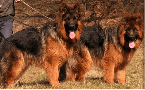 Are German Shepherds Rare Or Popular