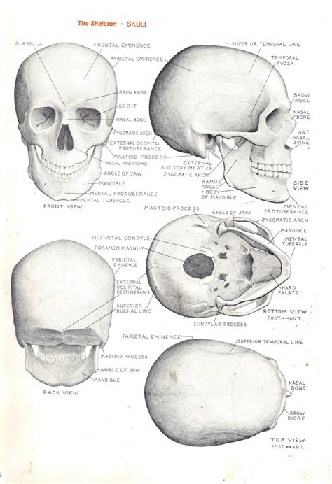 Foundation Figure: Day 16, Skull