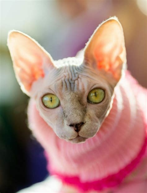 Hairless Cat Breeds - Hypoallergenic - Types of Hairless Cats - Sphynx