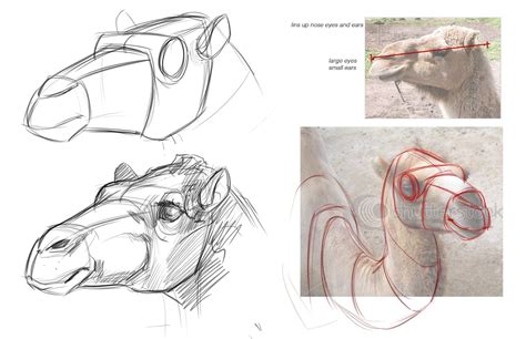 drawings of camels | Concept Design Academy: "Animal Anatomy" with Jonathan Kuo~!! | Animal ...