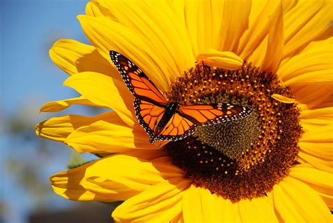 HD wallpaper: monarch butterfly, flower, flowering plant, fragility ...